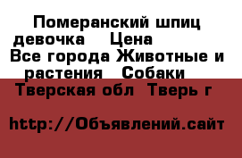 Померанский шпиц девочка  › Цена ­ 50 000 - Все города Животные и растения » Собаки   . Тверская обл.,Тверь г.